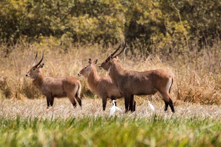Waterbuck antelopes in Niokolo-Koba National Park savanna habitat