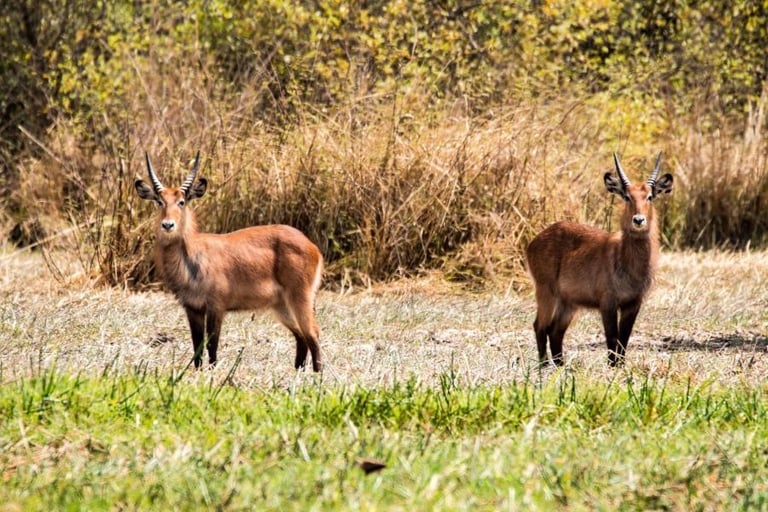 Antelopes in grassland Niokolo-Koba National Park West Africa