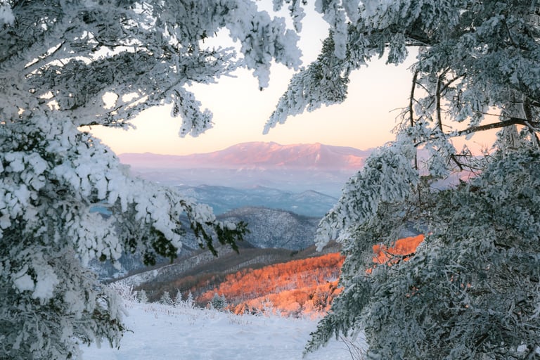 Snow-covered pine trees framing a scenic winter mountain range at sunrise with pink sky.