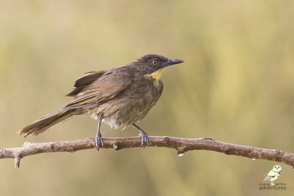 Geelkeelbladvogel op een dunne tak in de West-Afrikaanse bush.