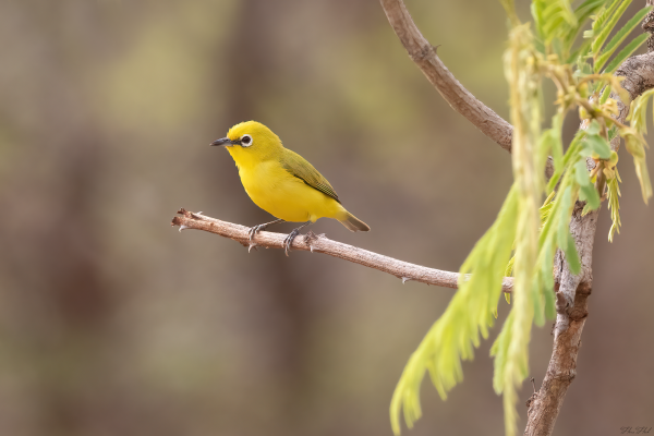 Gambiaanse brilvogel op een dunne tak