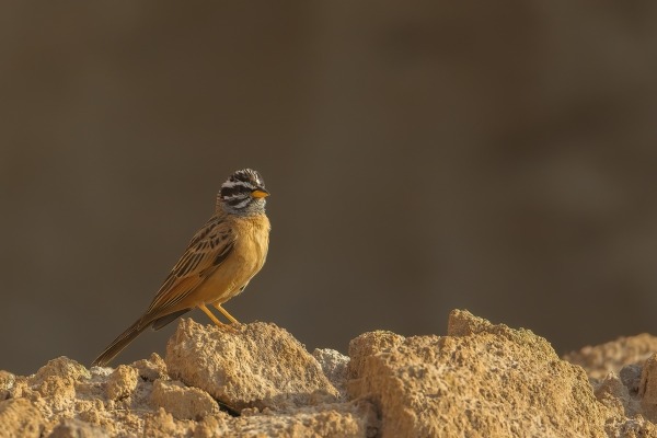Cinnamon-breasted rock bunting perched on rocks in Gambia