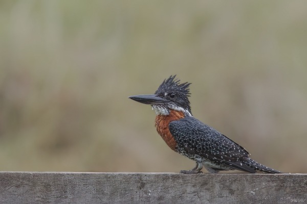 Giant kingfisher perched near water in Gambia