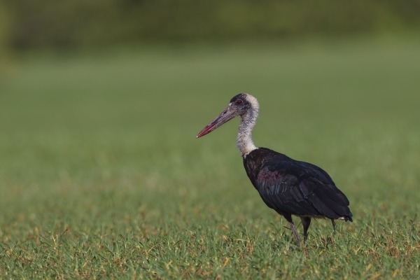 Woolly-necked stork standing on grassland in Gambia