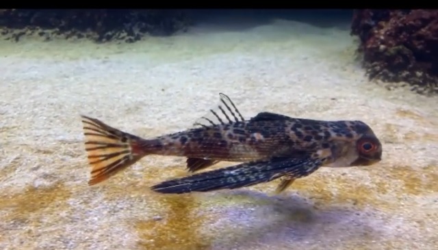 Waikiki Aquarium