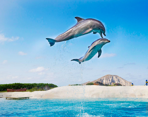 Sea Life Park