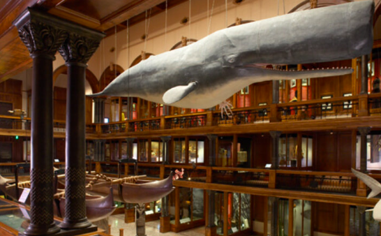Bishop Museum
