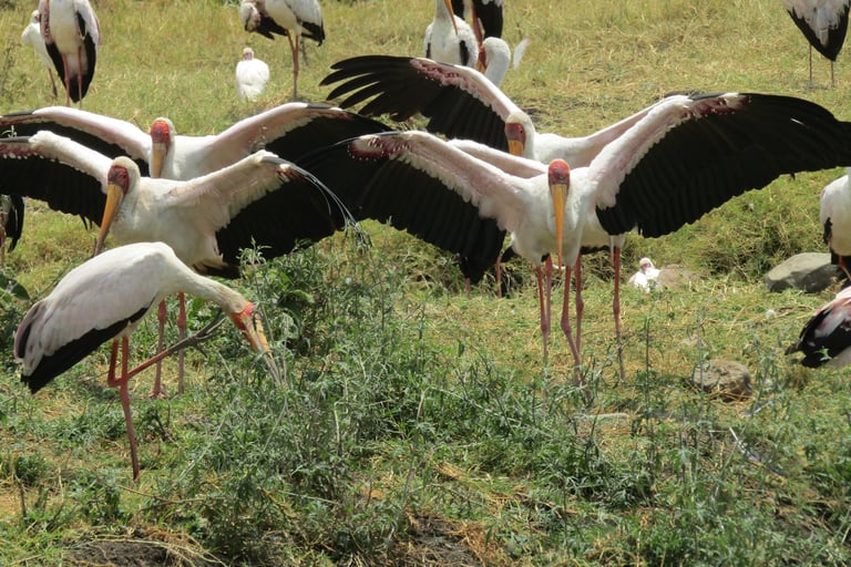 a flock of birds with large white birds in Ngorngor Crater