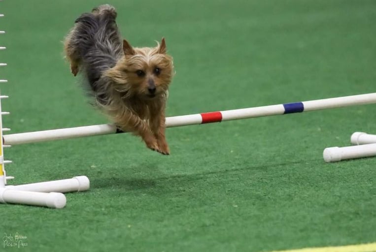 Silky Terrier, Agility, Louis,