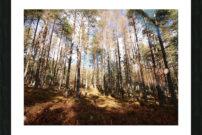 Pine forest in winter framed print