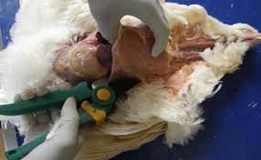 Broiler Chicken Postmortem in Poultry