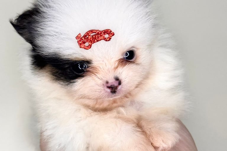 Cachorro Maltês branco saudável criado no Pipper Dog Canil Premium em Curitiba