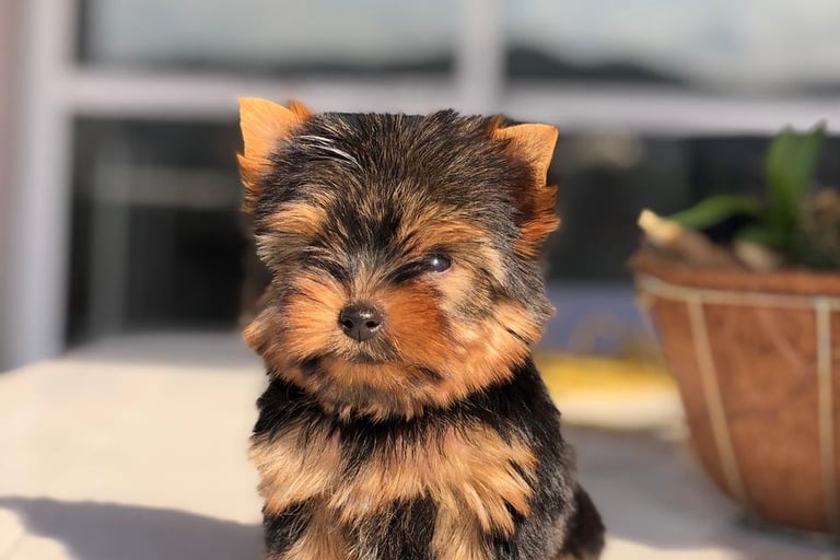 Yorkshire Terrier pequeno vacinado e saudável no Pipper Dog Canil Premium