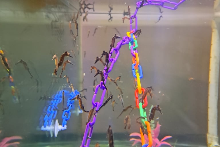 Baby Seahorses