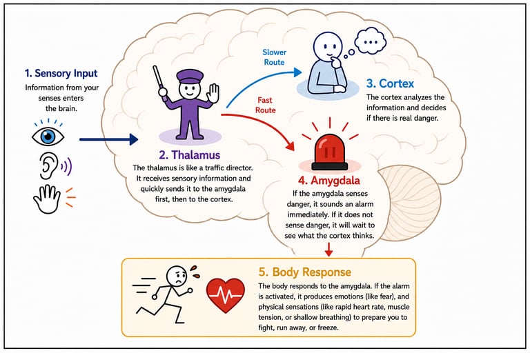 A diagram explaining how sensory input travels through the thalamus, cortex, and amygdala to trigger a body response.