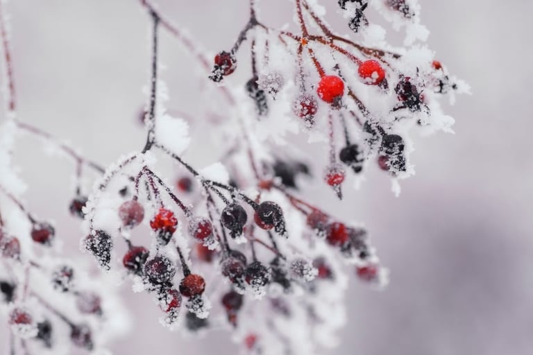 Frozen berries in the snow