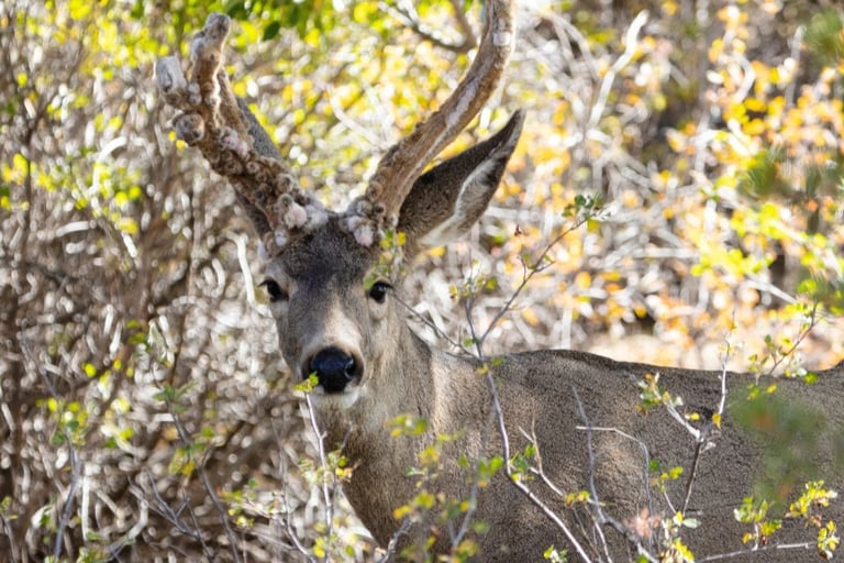 Chronic wasting disease