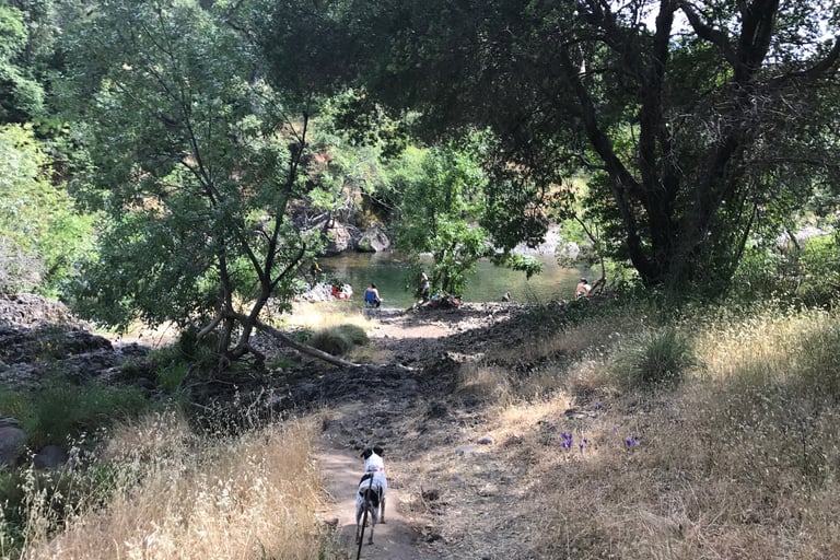 Upper Bidwell Park Trail is Dog Friendly