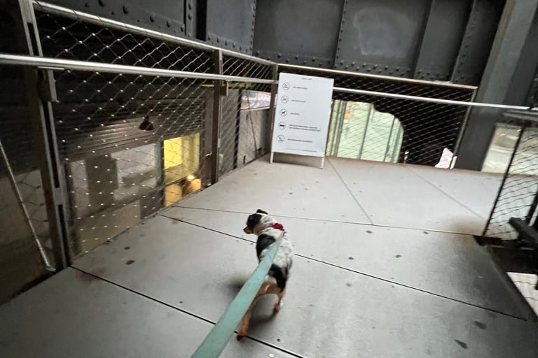 Curiosity on the High Line