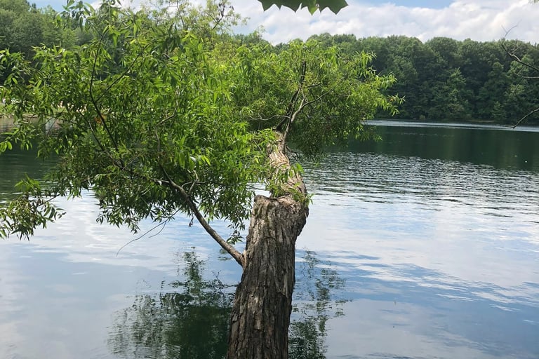 Lone Tree Hanging over Nelson's Ledge