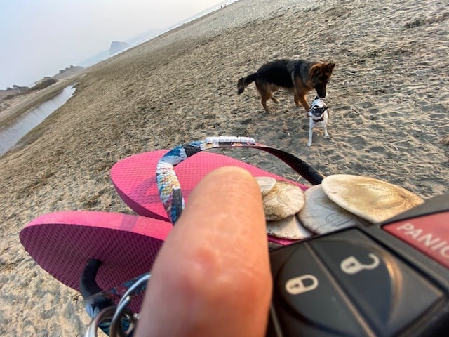 We even allow dogs and people to walk free on the Pacific