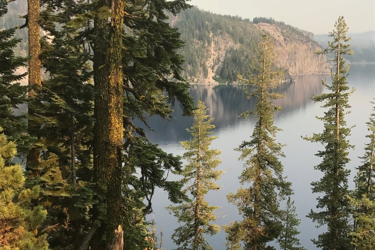 Mountain Hemlock of crater lake