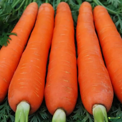 a bunch of carrots are shown in this picture