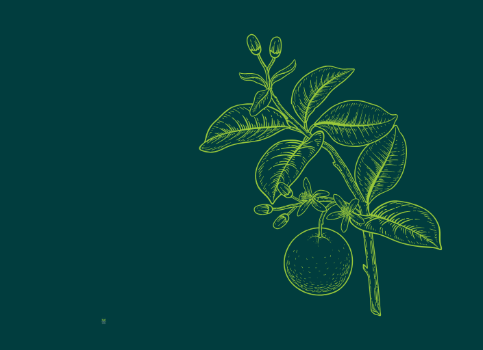 an orange citrus branch