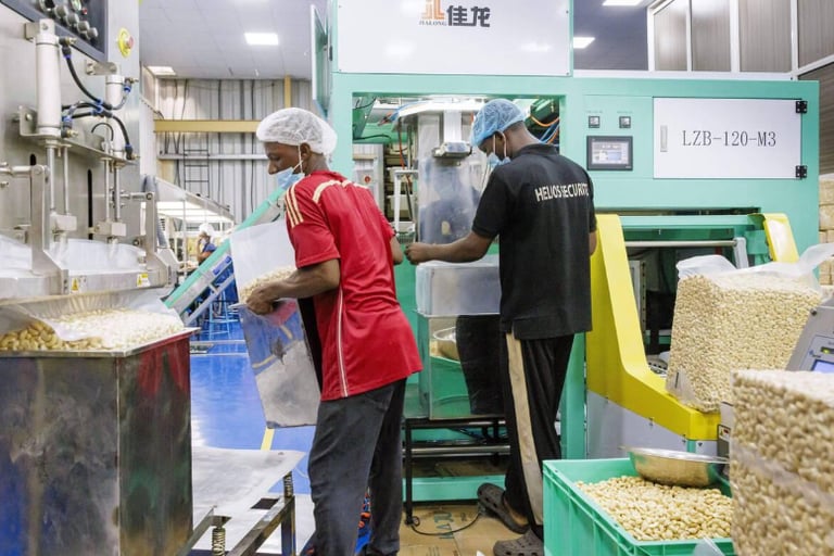 Weighing and packing cashew nuts in a factory near Cotonou, Benin, highlighting efficient processing