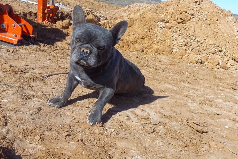 bulldog in the way of excavation while installing best septic system