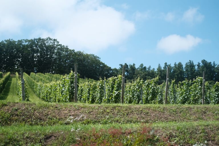 Curve Wines