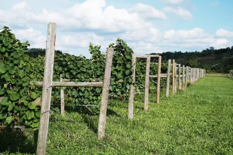 Curve Wines