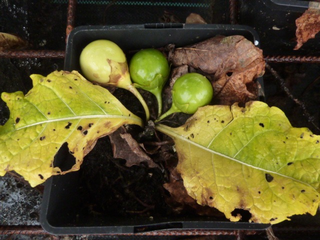 Fruits mûr sur la plante