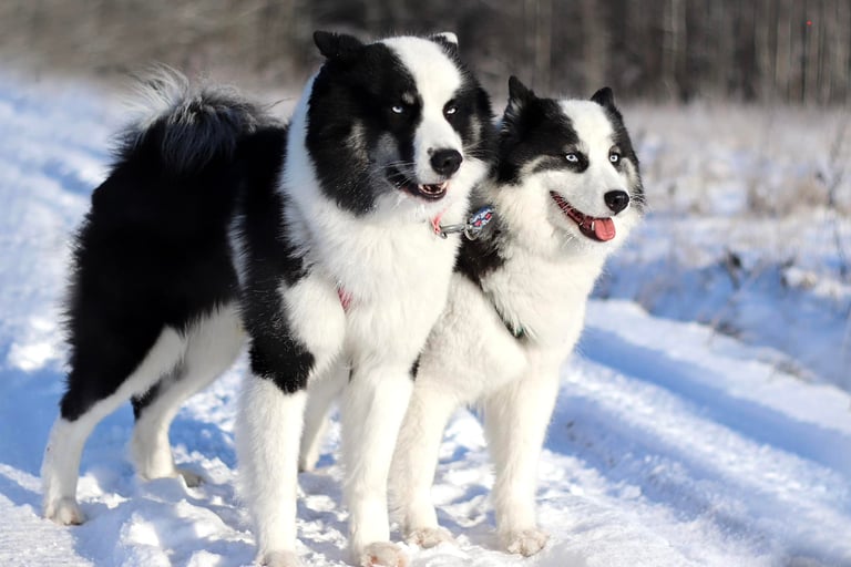 Yakutian laika kennel