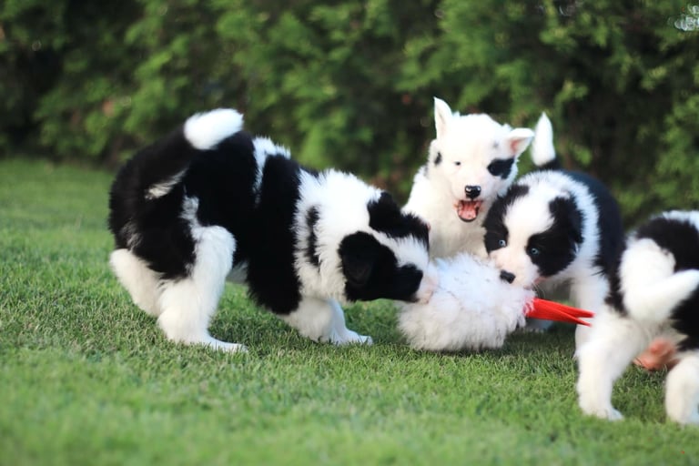 Yakutian laika puppy