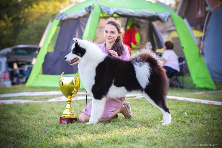 Yakutian laika show kennel