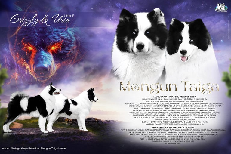 Yakutian laika show dogs