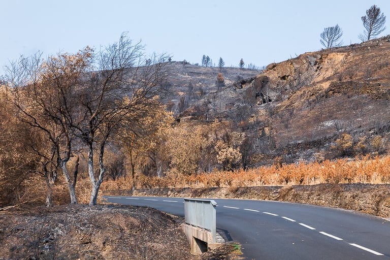 Incendie de l'Aude août 2025. Route au milieu de végétation brûlée.