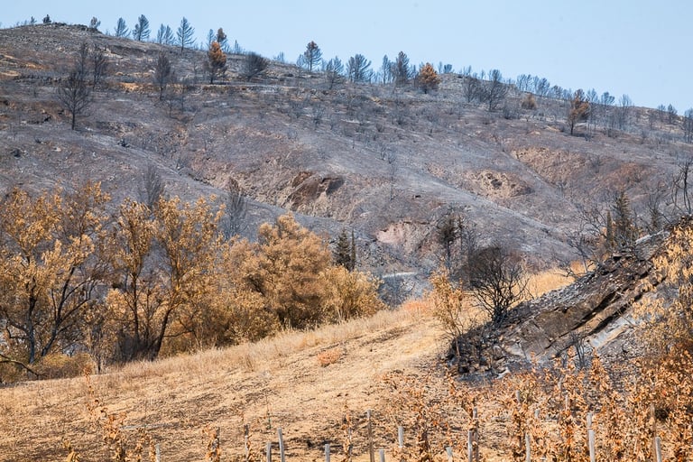 Incendie de l'Aude août 2025. Végétation et collines calcinée.
