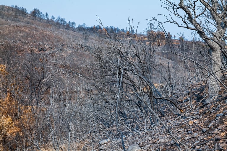 Incendie de l'Aude août 2025. Reste de végétation et collines calcinée.