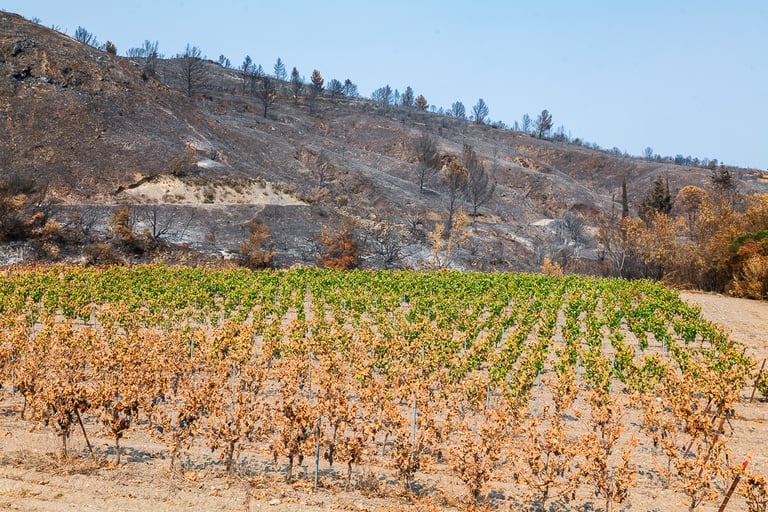 Incendie de l'Aude août 2025. Vigne et collines brûlées.