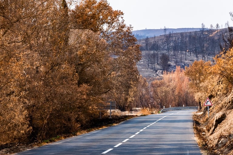 Incendie de l'Aude août 2025. Route au milieu de végétation brûlée.