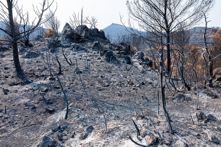 Incendie dans l'Aude la nature détruite