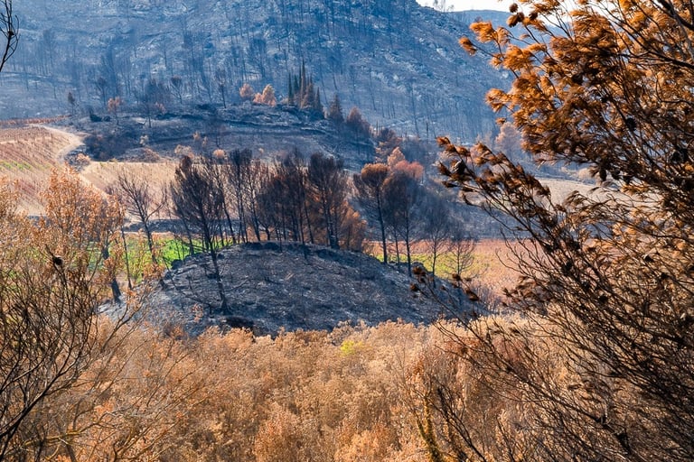 Incendie dans l'Aude la nature détruite