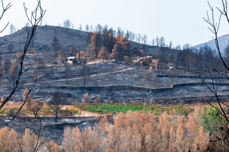 Incendie de l'Aude août 2025. Vigne et collines brûlées.