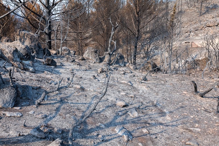 Incendie de l'Aude août 2025. Reste de végétation calcinée. Tapis de cendres.