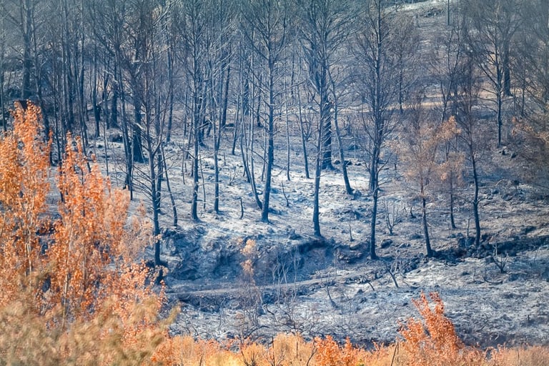 Incendie de l'Aude août 2025. Arbres calcinés.