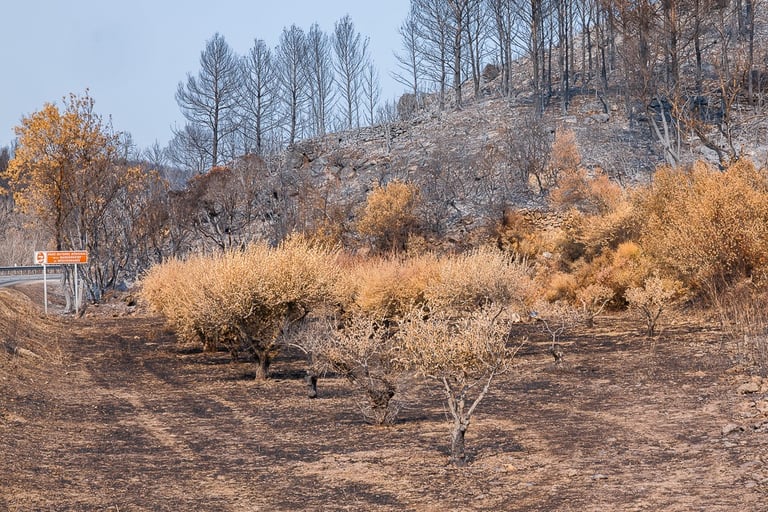 Incendie de l'Aude août 2025. Végétation et collines calcinée.