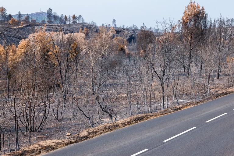 Incendie de l'Aude août 2025. Végétation calcinée en bord de route.