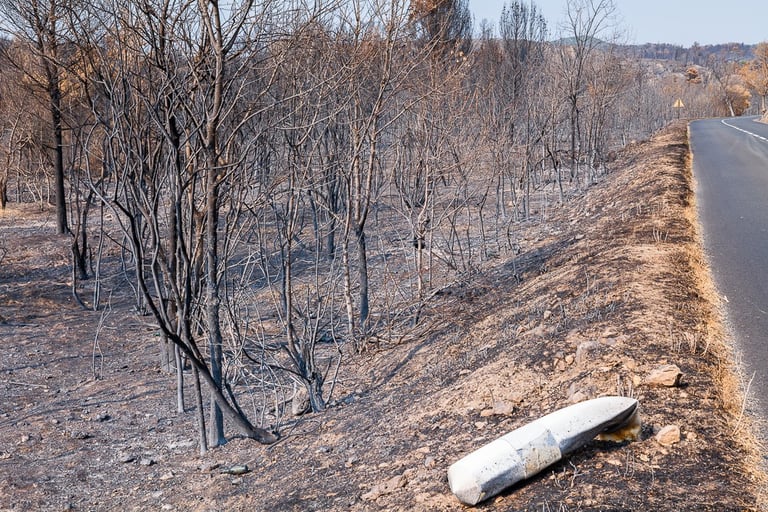 Incendie de l'Aude août 2025. Végétation calcinée en bord de route.